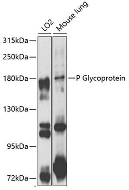 Western blot - P Glycoprotein antibody (A1284)