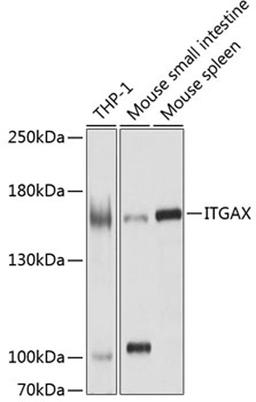 Western blot - ITGAX antibody (A1508)