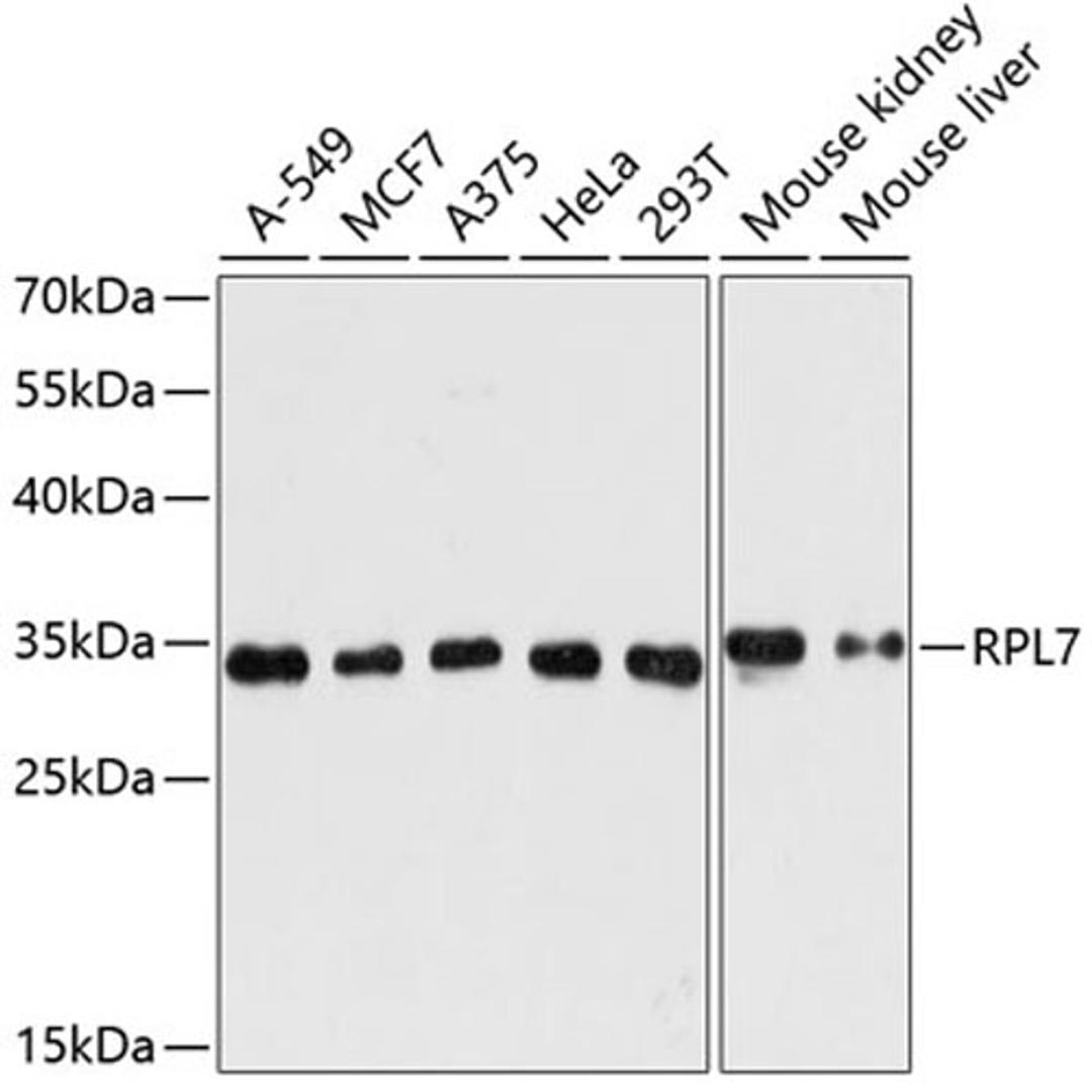 Western blot - RPL7 antibody (A5932)