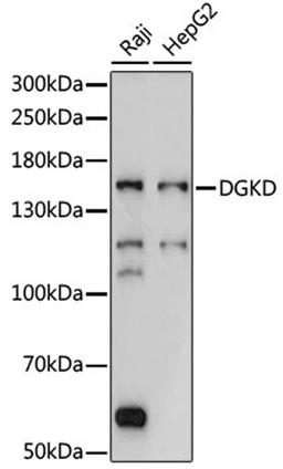 Western blot - DGKD antibody (A15115)