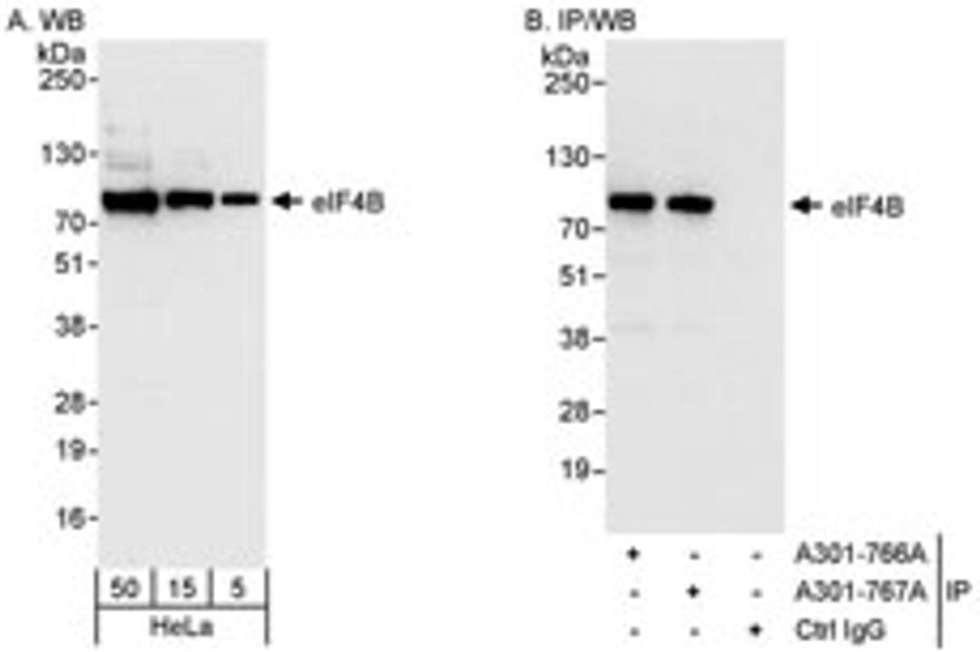 Detection of human eIF4B by western blot and immunoprecipitation.