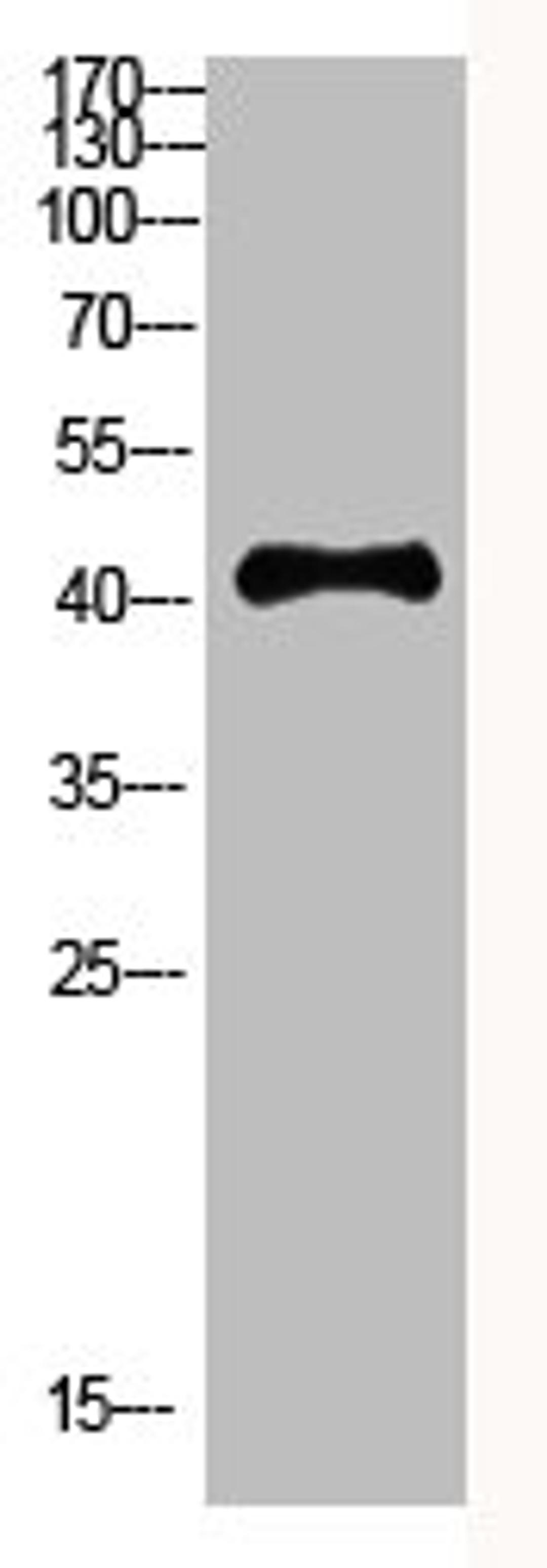 Western Blot analysis of HEPG2 cells using Antibody diluted at 800. Secondary antibody  was diluted at 1:20000