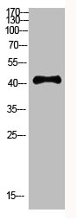 Western Blot analysis of HEPG2 cells using Antibody diluted at 800. Secondary antibody  was diluted at 1:20000