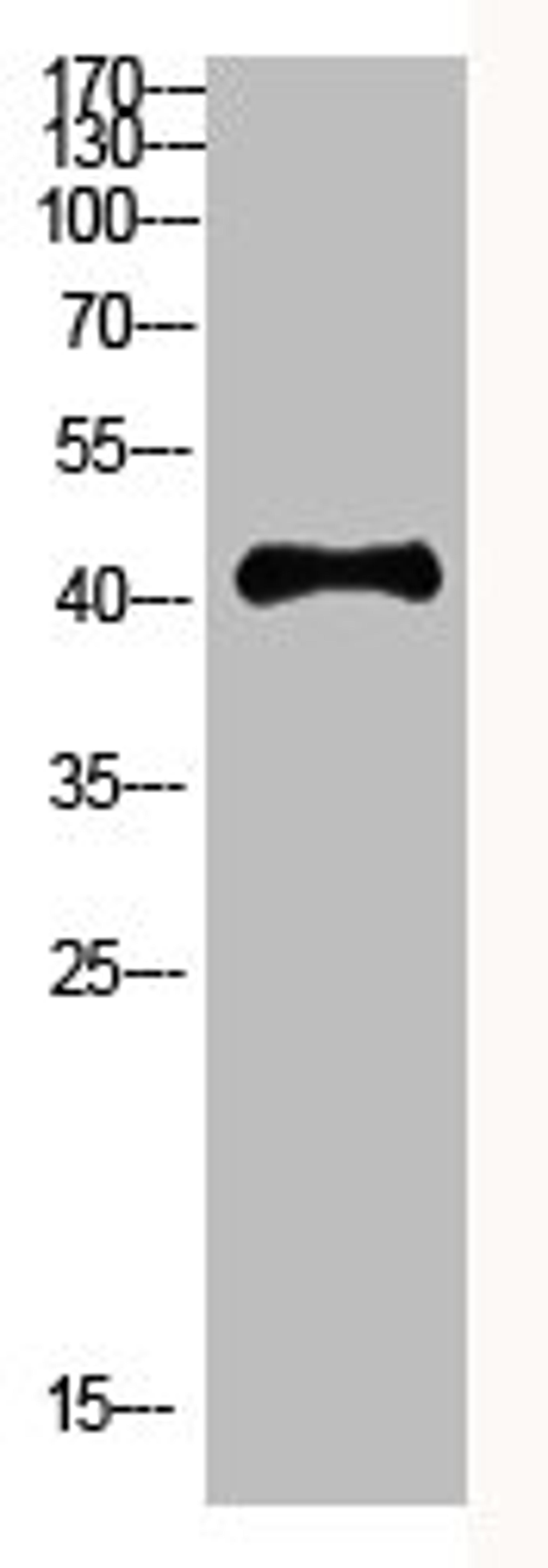 Western Blot analysis of HEPG2 cells using Antibody diluted at 800. Secondary antibody  was diluted at 1:20000