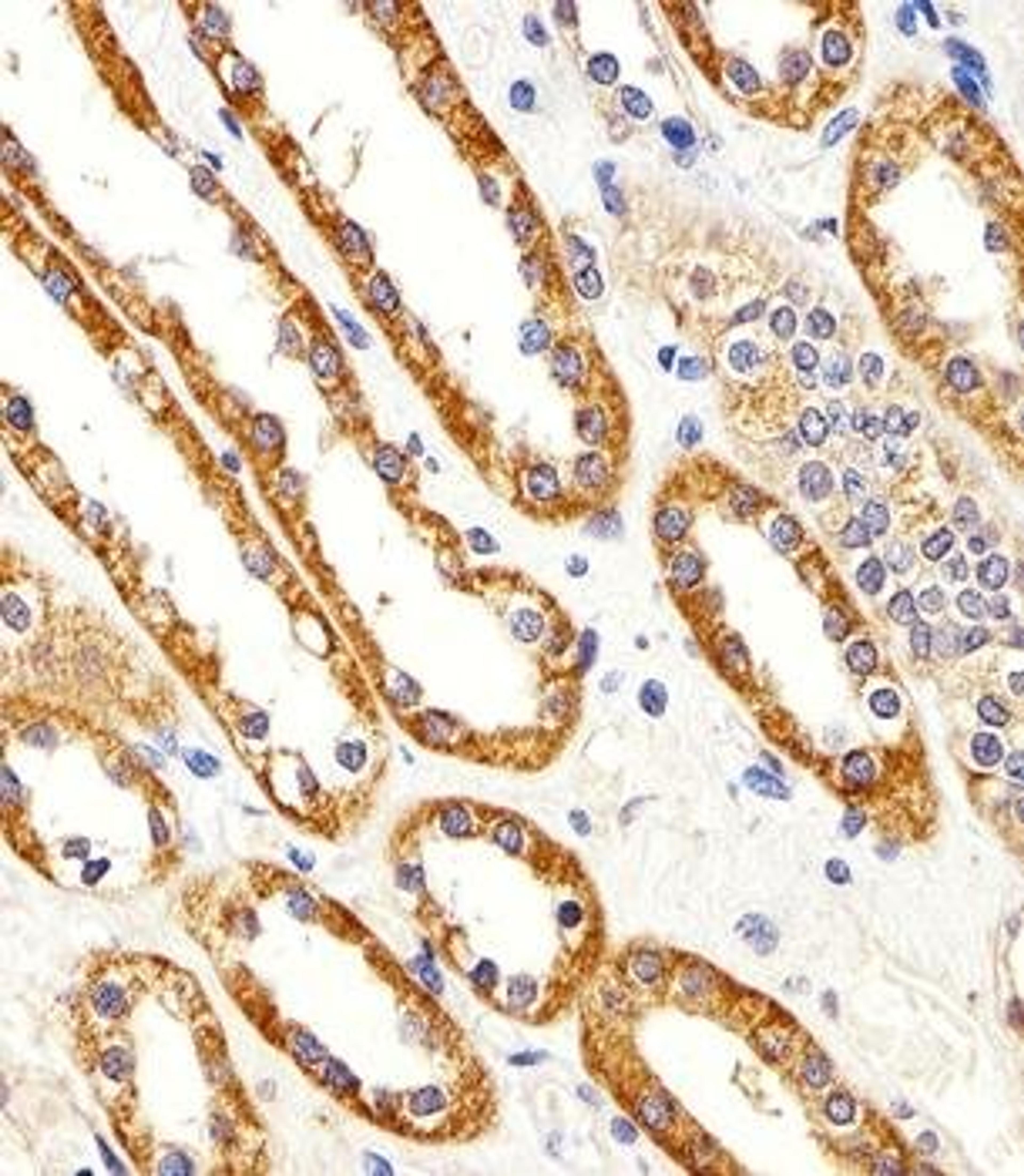 Immunohistochemical staining of paraffin embedded human kidney section tissue using CYS1 antibody (primary antibody dilution at: 1:25)