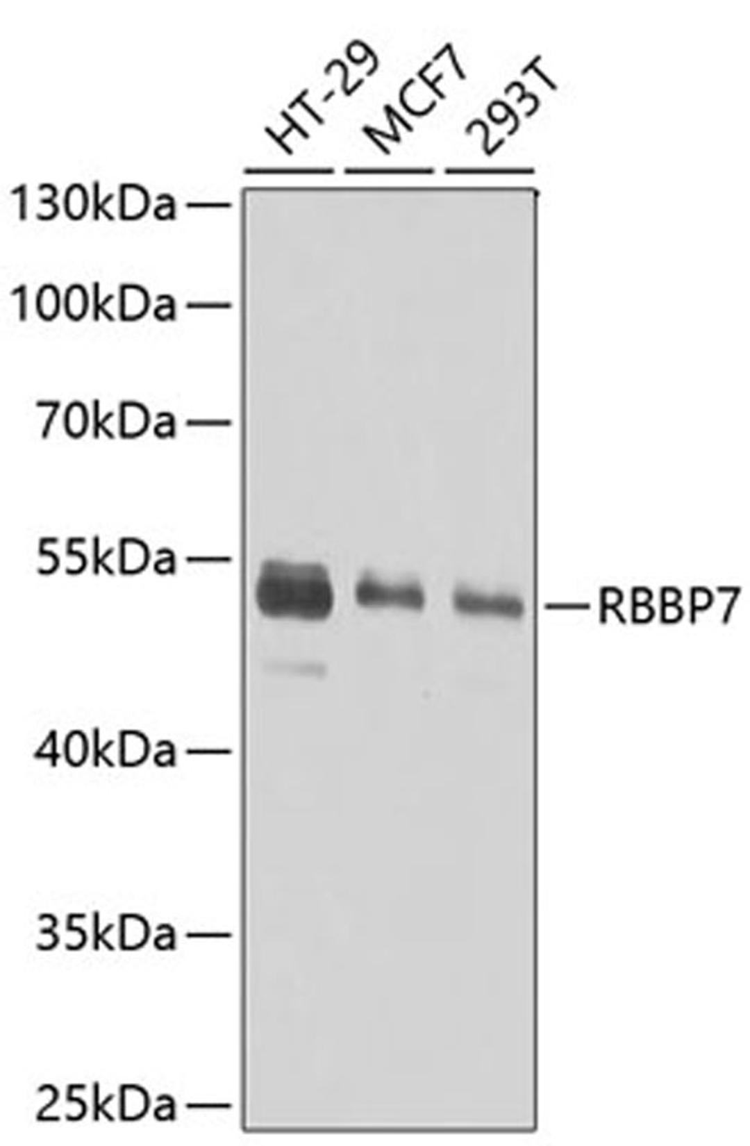 Western blot - RBBP7 antibody (A13456)