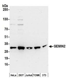 Detection of human and mouse GEMIN2 by western blot.