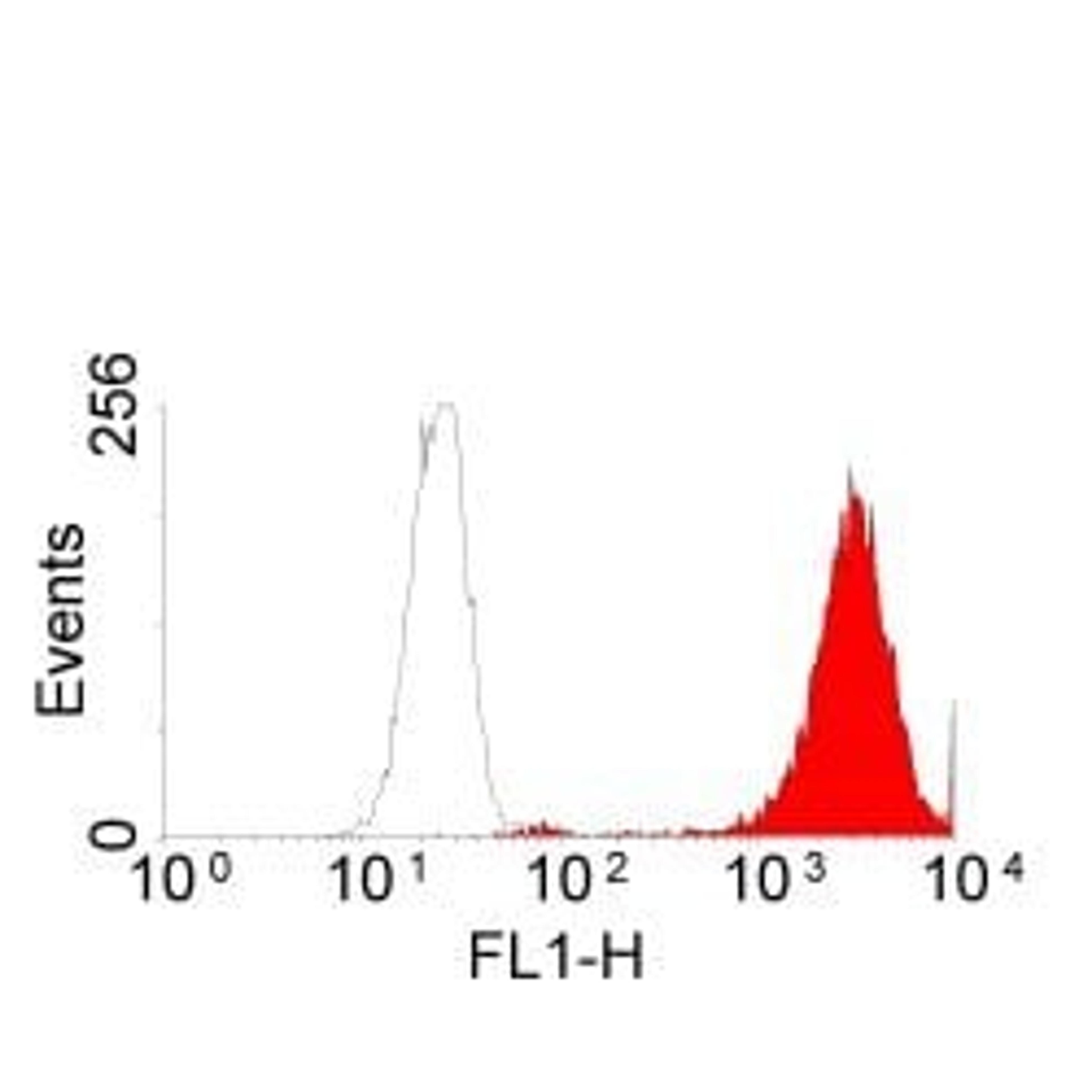 Staining of A431 cells with Rat anti Human EGF Receptor (MCA1784)