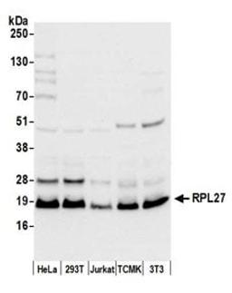 Detection of human and mouse RPL27 by western blot.