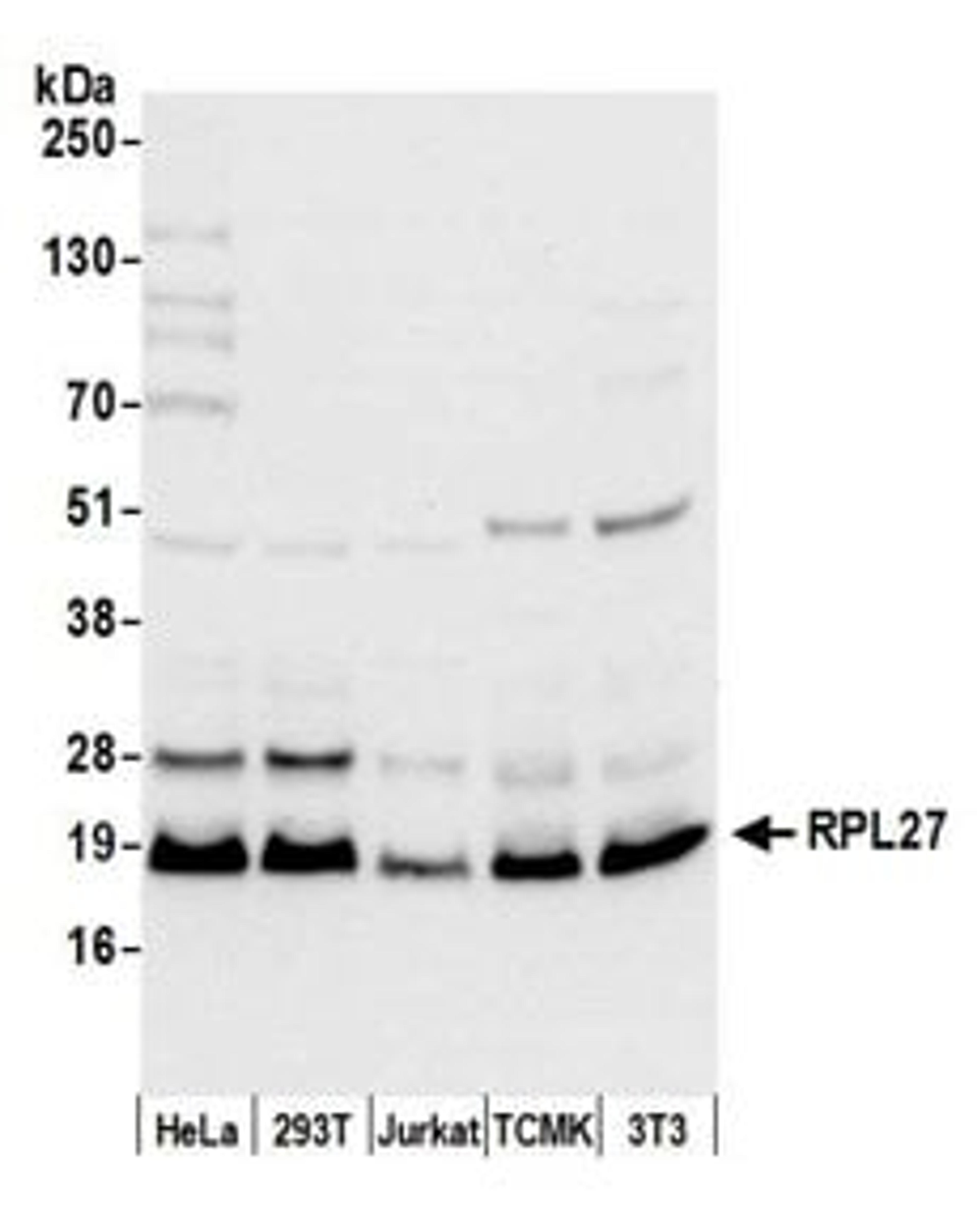 Detection of human and mouse RPL27 by western blot.