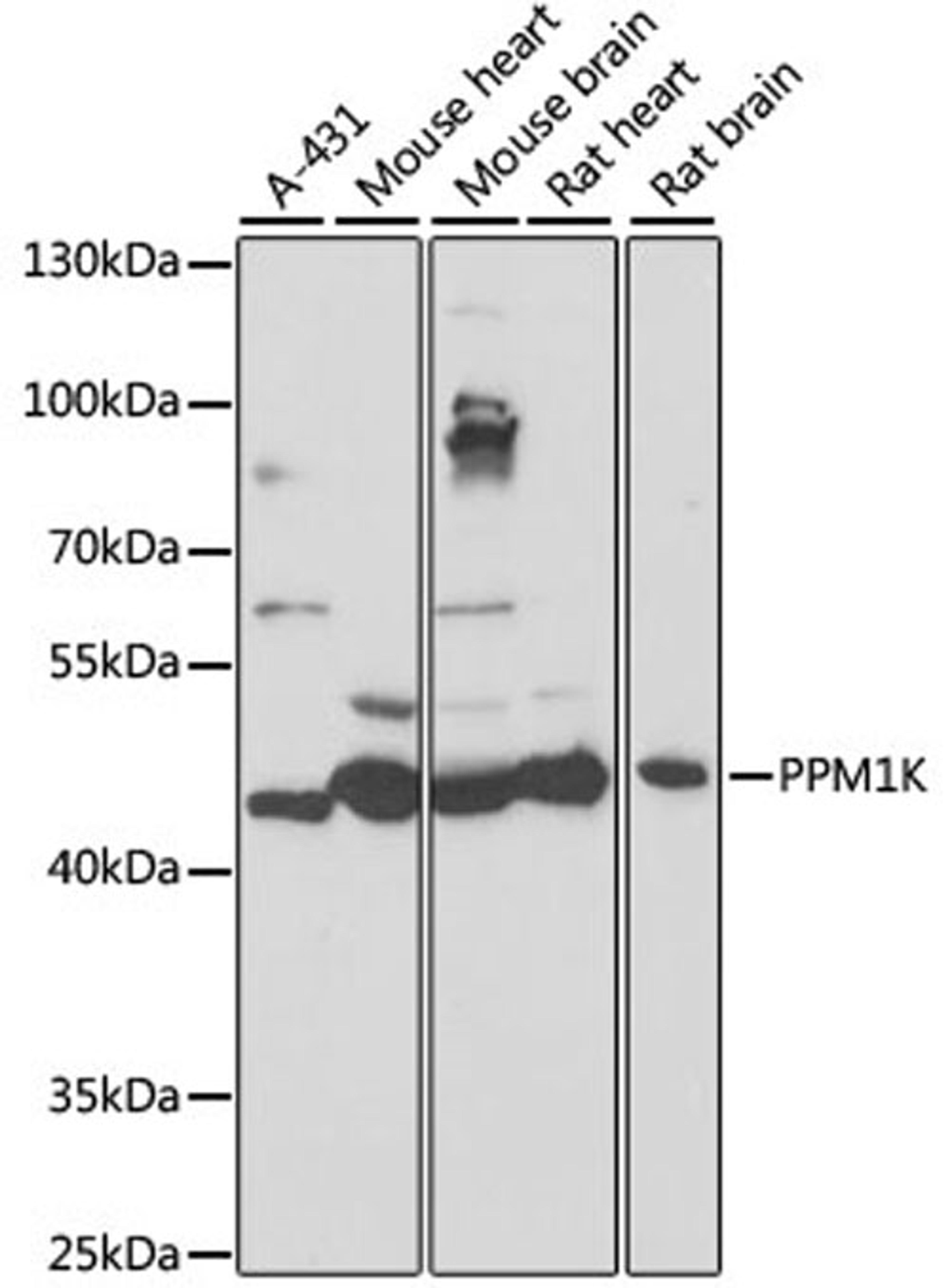 Western blot - PPM1K antibody (A16602)