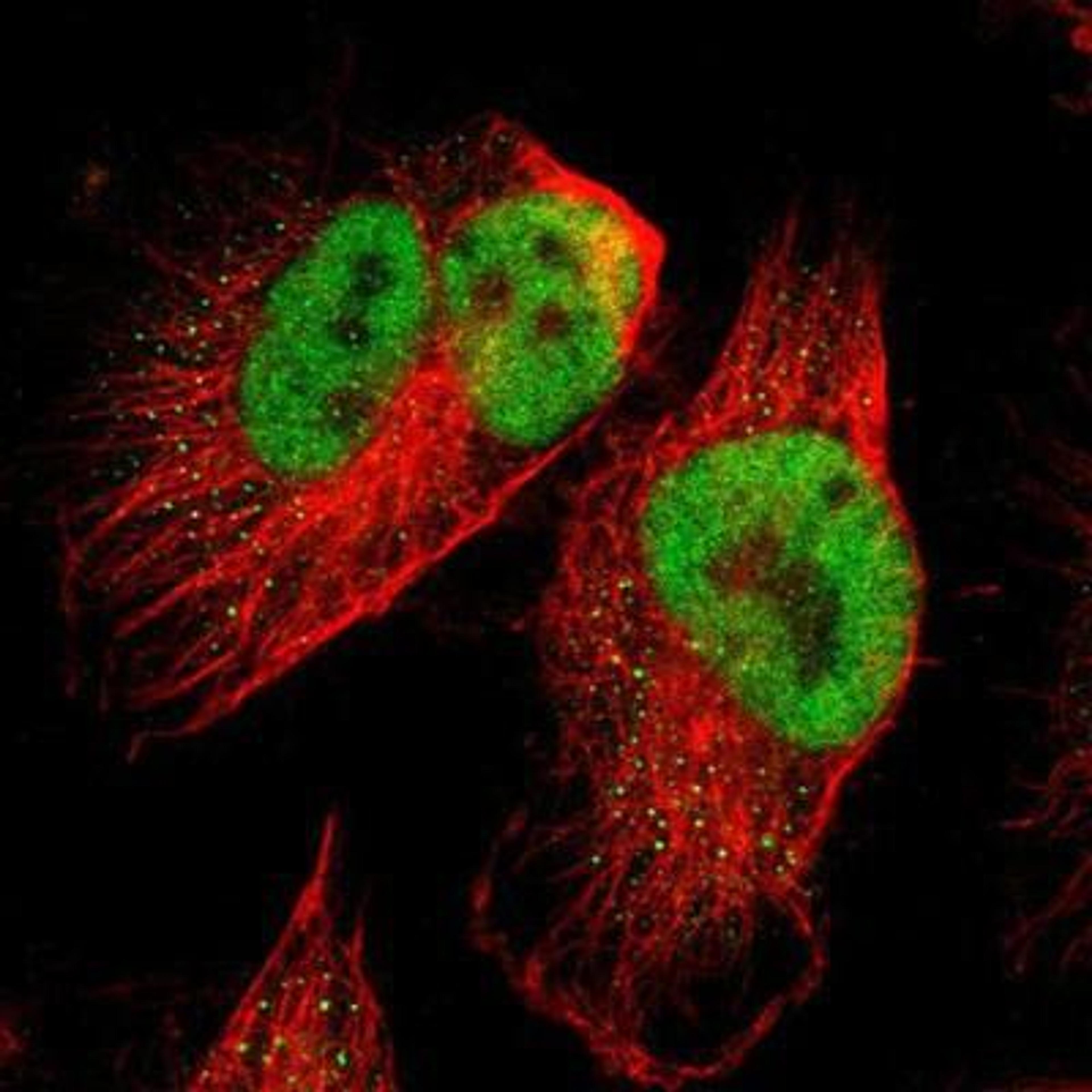 Immunocytochemistry/Immunofluorescence: SPEN Antibody [NBP1-82952] - Staining of human cell line U-251MG shows positivity in nuclei but not nucleoli.