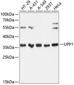 Western blot - UPP1 Antibody (A13051)