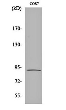 Western blot analysis of COS7 cell lysates using Integrin beta 5 antibody