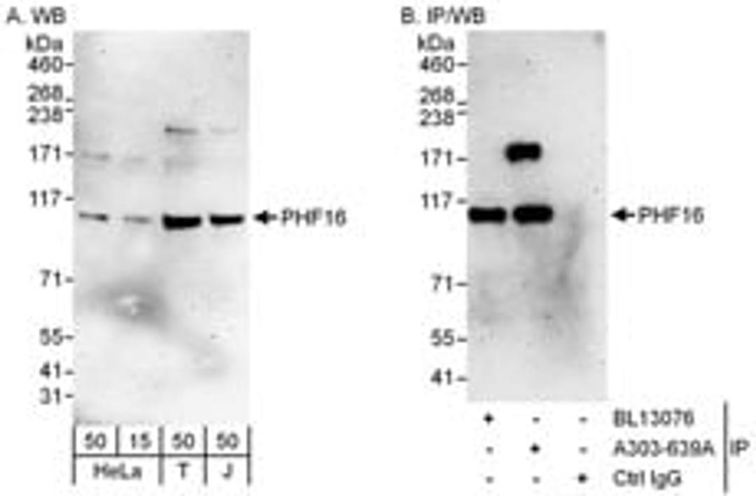 Detection of human PHF16 by western blot and immunoprecipitation.