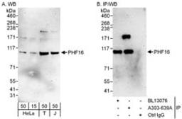 Detection of human PHF16 by western blot and immunoprecipitation.