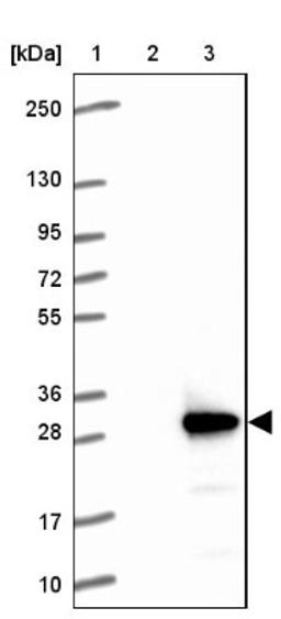 Western Blot: UBL4B Antibody [NBP1-82054] - Lane 1: Marker [kDa] 250, 130, 95, 72, 55, 36, 28, 17, 10<br/>Lane 2: Negative control (vector only transfected HEK293T lysate)<br/>Lane 3: Over-expression lysate (Co-expressed with a C-terminal myc-DDK tag (~3.1 kDa) in mammalian HEK293T cells, LY404349)