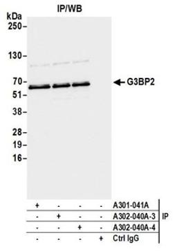 Detection of human G3BP2 by western blot of immunoprecipitates.