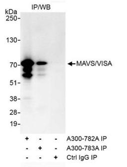 Detection of human MAVS/VISA by western blot of immunoprecipitates.