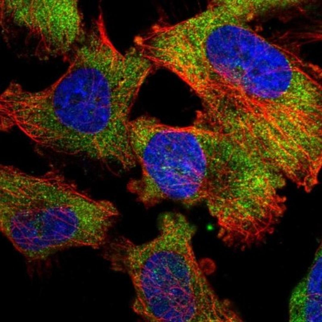 Immunocytochemistry/Immunofluorescence: RBP7 Antibody [NBP1-84383] - Staining of human cell line U-251 MG shows positivity in cytoplasm.