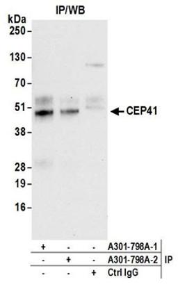 Detection of human CEP41 by western blot of immunoprecipitates.