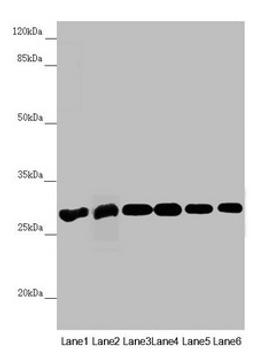 Western blot. All lanes: PGLS antibody at 3.94µg/ml. Lane 1: Mouse liver tissue. Lane 2: Mouse brain tissue. Lane 3: U251 whole cell lysate. Lane 4: THP-1 whole cell lysate. Lane 5: HepG2 whole cell lysate. Lane 6: Hela whole cell lysate. Secondary. Goat polyclonal to rabbit IgG at 1/10000 dilution. Predicted band size: 28 kDa. Observed band size: 28 kDa