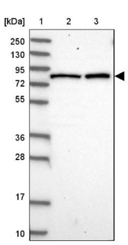 Western Blot: CSTF3 Antibody [NBP1-85428] - Lane 1: Marker [kDa] 250, 130, 95, 72, 55, 36, 28, 17, 10<br/>Lane 2: Human cell line RT-4<br/>Lane 3: Human cell line U-251MG sp