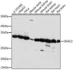 Western blot - VDAC2 antibody (A18683)