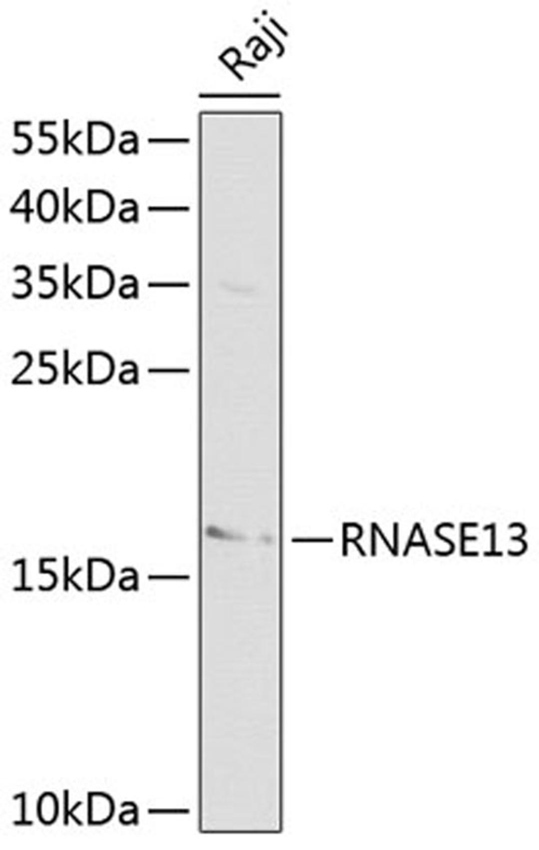 Western blot - RNASE13 antibody (A1073)