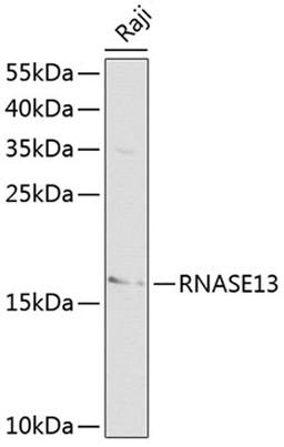 Western blot - RNASE13 antibody (A1073)