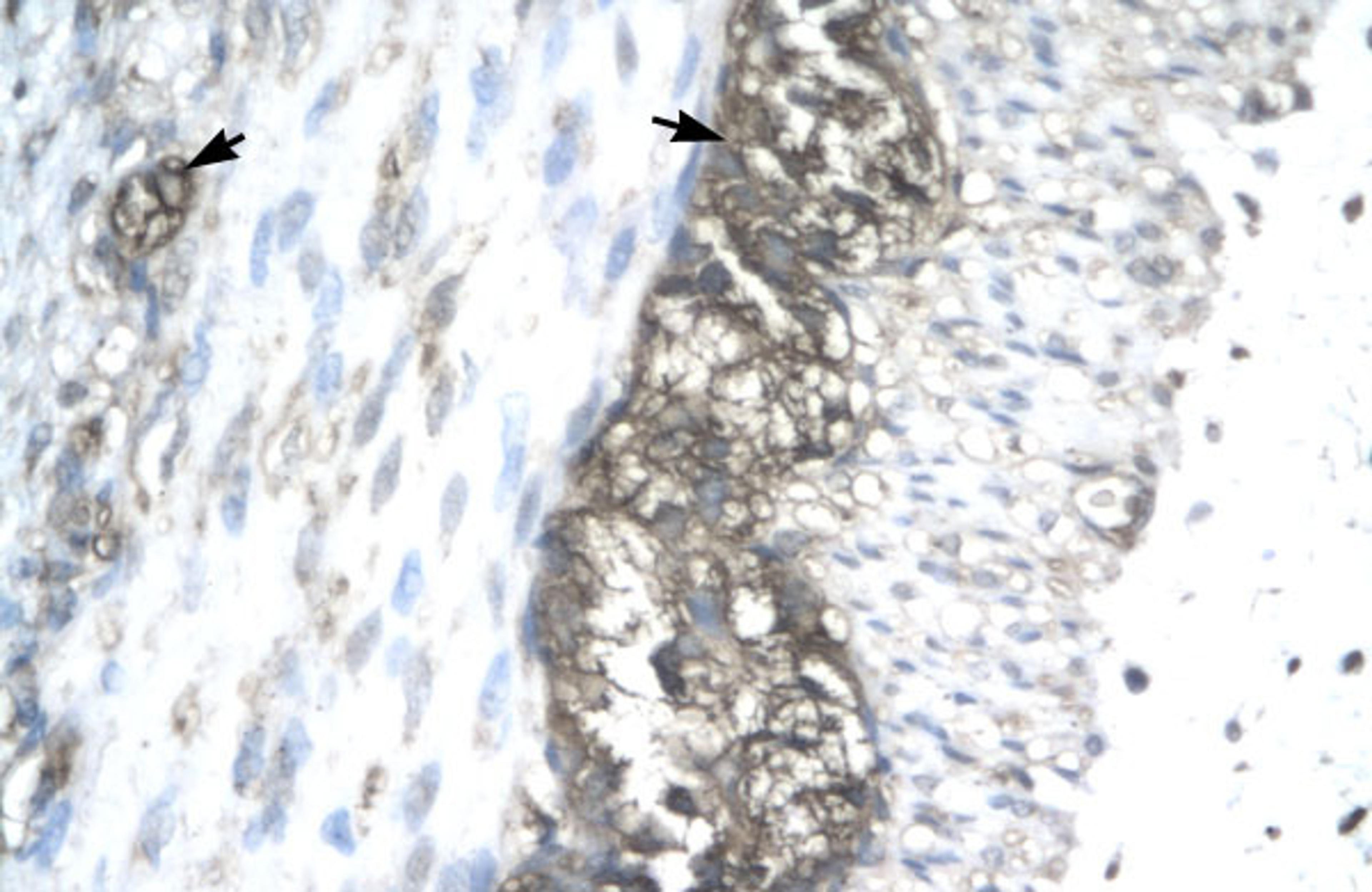 Antibody used in IHC on Human Stomach.