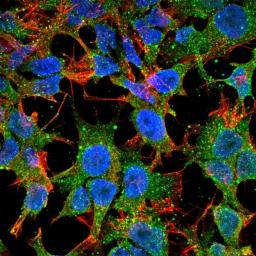 Immunofluorescence analysis of neuroblastoma cell line sk-n-be using Protocadherin Gamma C3 antibody