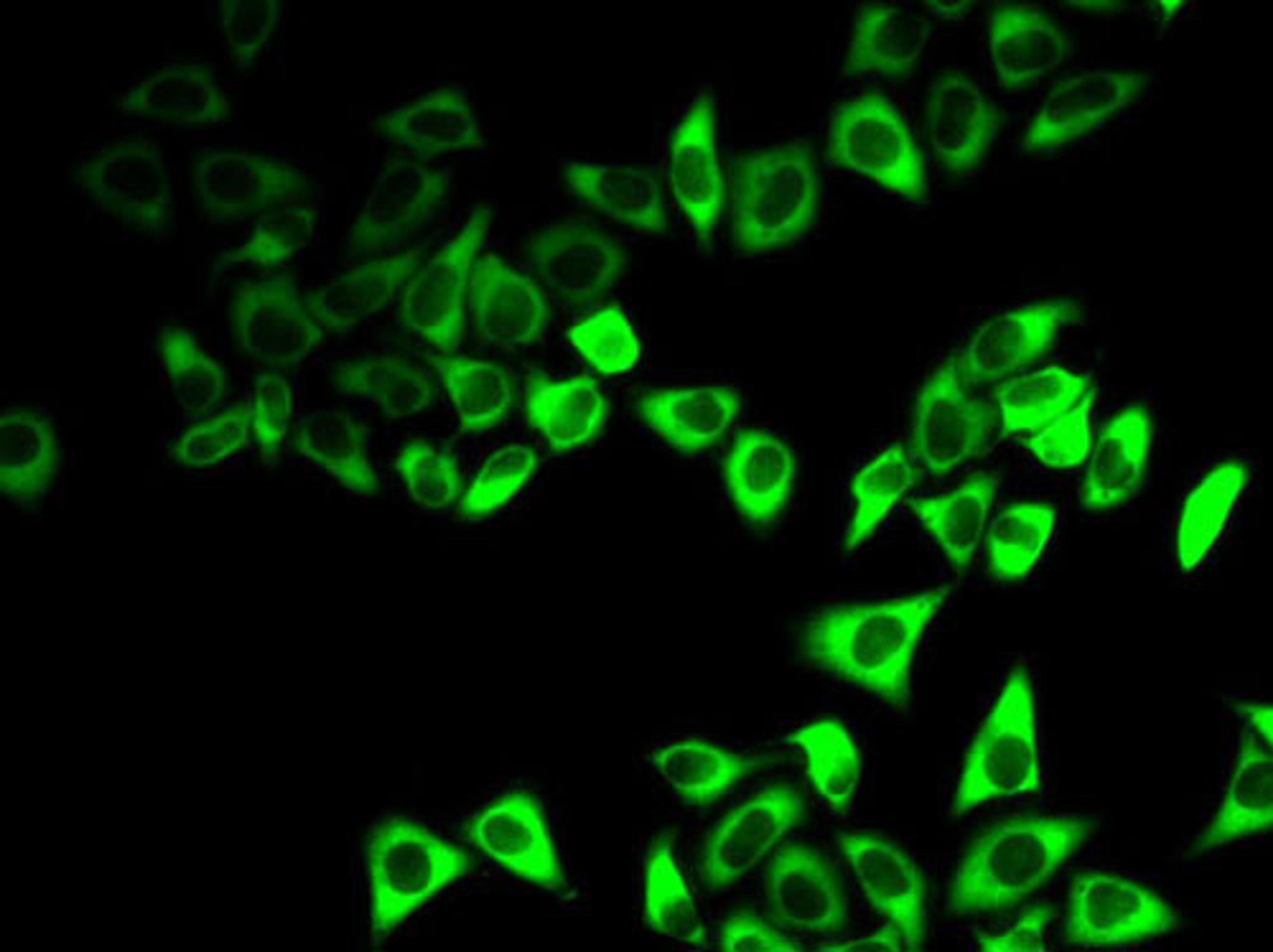 Immunofluorescence - IGFBP5 antibody (A13858)