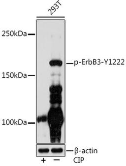 Western blot - Phospho-ErbB3-Y1222 Rabbit mAb (AP1052)