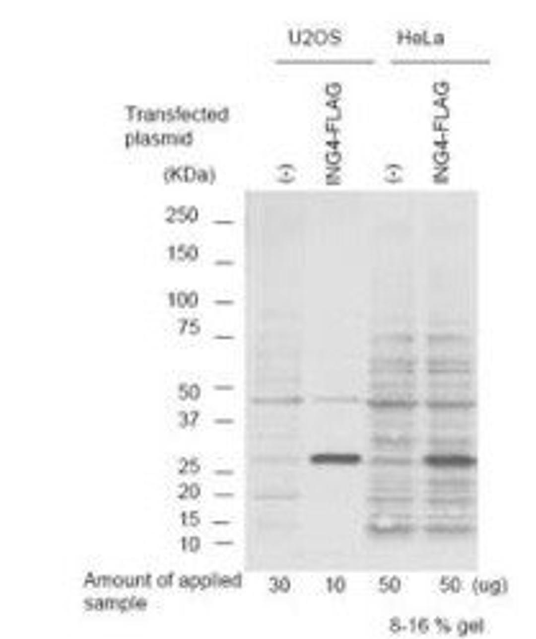 Western blot analysis of expressed cell lysates using p29 ING4 antibody