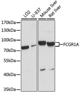 Western blot - FCGR1A antibody (A1197)