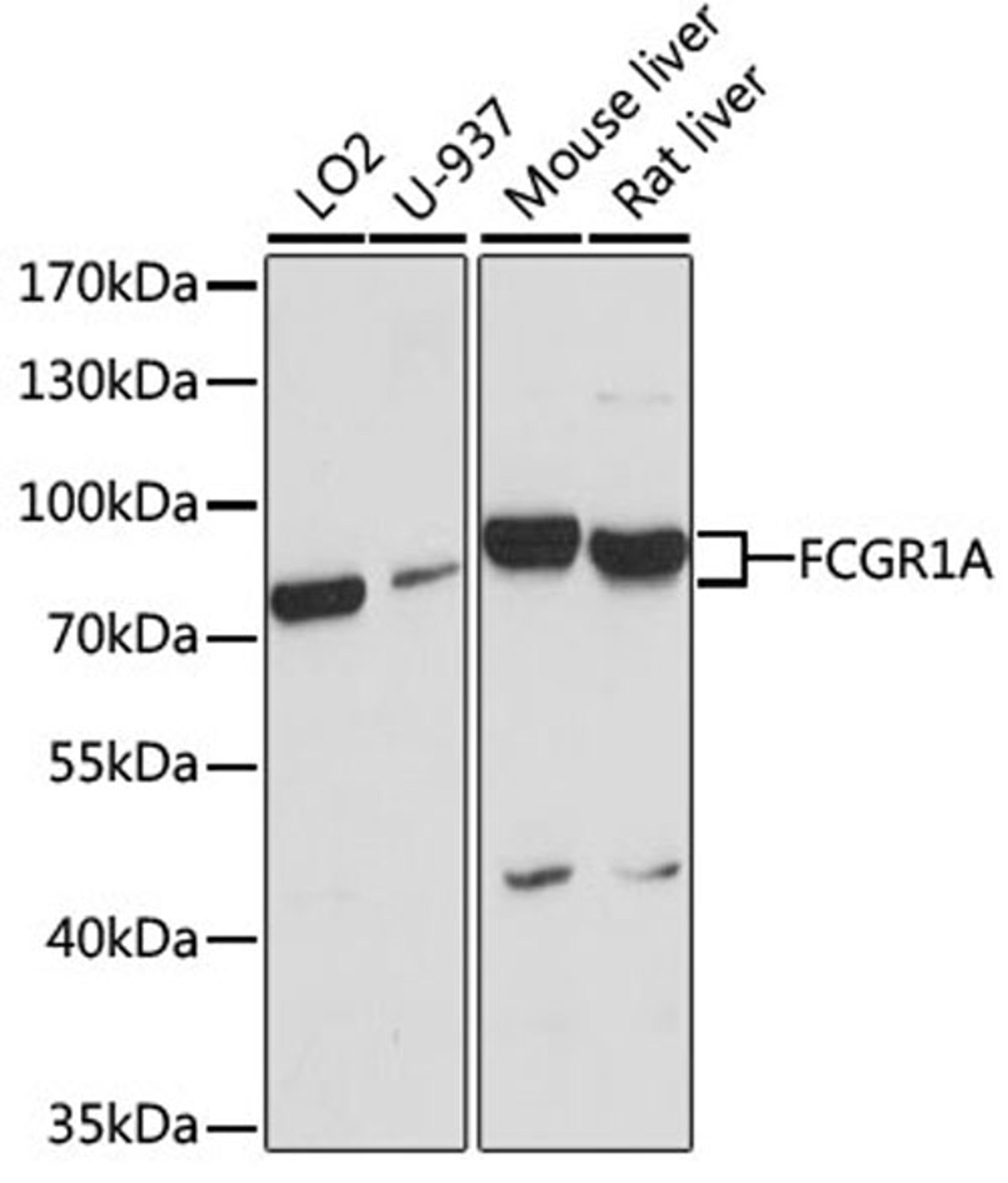 Western blot - FCGR1A antibody (A1197)