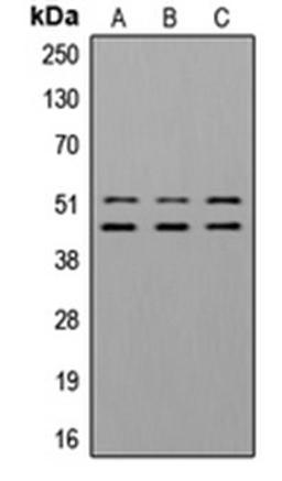 Western blot analysis of A549 insulin-treated (Lane 1), NIH3T3 insulin-treated (Lane 2) whole cell lysates using GSK3A; GSK3B antibody