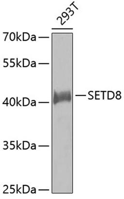 Western blot - SETD8 antibody (A5256)