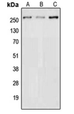 Western blot analysis of HEK293T (Lane 1), NIH3T3 (Lane 2), PC12 (Lane 3) whole cell lysates using NAV3 antibody