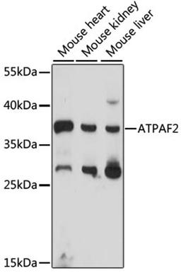 Western blot - ATPAF2 antibody (A15928)