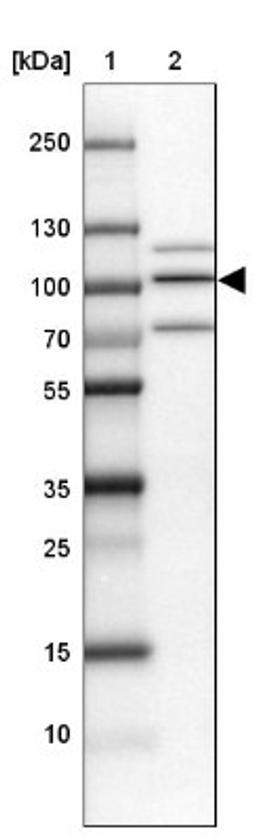 Western Blot: PIMT Antibody [NBP1-92271] - Lane 1: Marker [kDa] 250, 130, 100, 70, 55, 35, 25, 15, 10<br/>Lane 2: NTERA-2 Medium