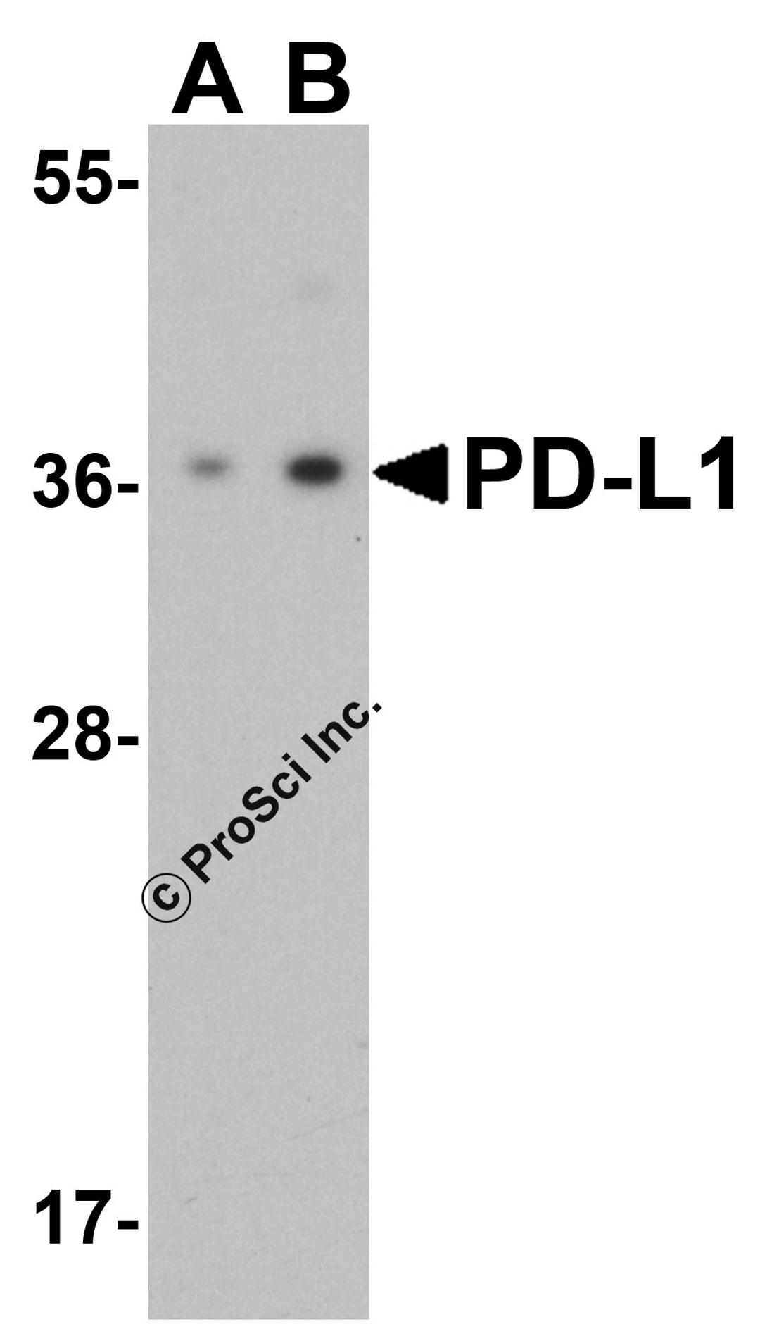 <strong>Figure 1 Western Blot Validation of PD-L1 in HeLa Cells</strong><br>
Loading: 15 &#956;g of lysates per lane.
Antibodies: 4059 (1 &#956;g/mL), 1 h incubation at RT in 5% NFDM/TBST.
Secondary: Goat anti-rabbit IgG HRP conjugate at 1:10000 dilution.