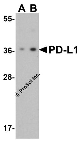 <strong>Figure 1 Western Blot Validation of PD-L1 in HeLa Cells</strong><br>
Loading: 15 &#956;g of lysates per lane.
Antibodies: 4059 (1 &#956;g/mL), 1 h incubation at RT in 5% NFDM/TBST.
Secondary: Goat anti-rabbit IgG HRP conjugate at 1:10000 dilution.