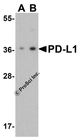 <strong>Figure 1 Western Blot Validation of PD-L1 in HeLa Cells</strong><br>
Loading: 15 μg of lysates per lane.
Antibodies: 4059 (1 μg/mL), 1 h incubation at RT in 5% NFDM/TBST.
Secondary: Goat anti-rabbit IgG HRP conjugate at 1:10000 dilution.