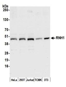 Detection of human and mouse RNH1 by western blot.