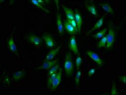 Immunofluorescence staining of Hela cells with CSB-PA001461LA01HU at 1:133, counter-stained with DAPI. The cells were fixed in 4% formaldehyde, permeabilized using 0.2% Triton X-100 and blocked in 10% normal Goat Serum. The cells were then incubated with the antibody overnight at 4°C. The secondary antibody was Alexa Fluor 488-congugated AffiniPure Goat Anti-Rabbit IgG(H+L).