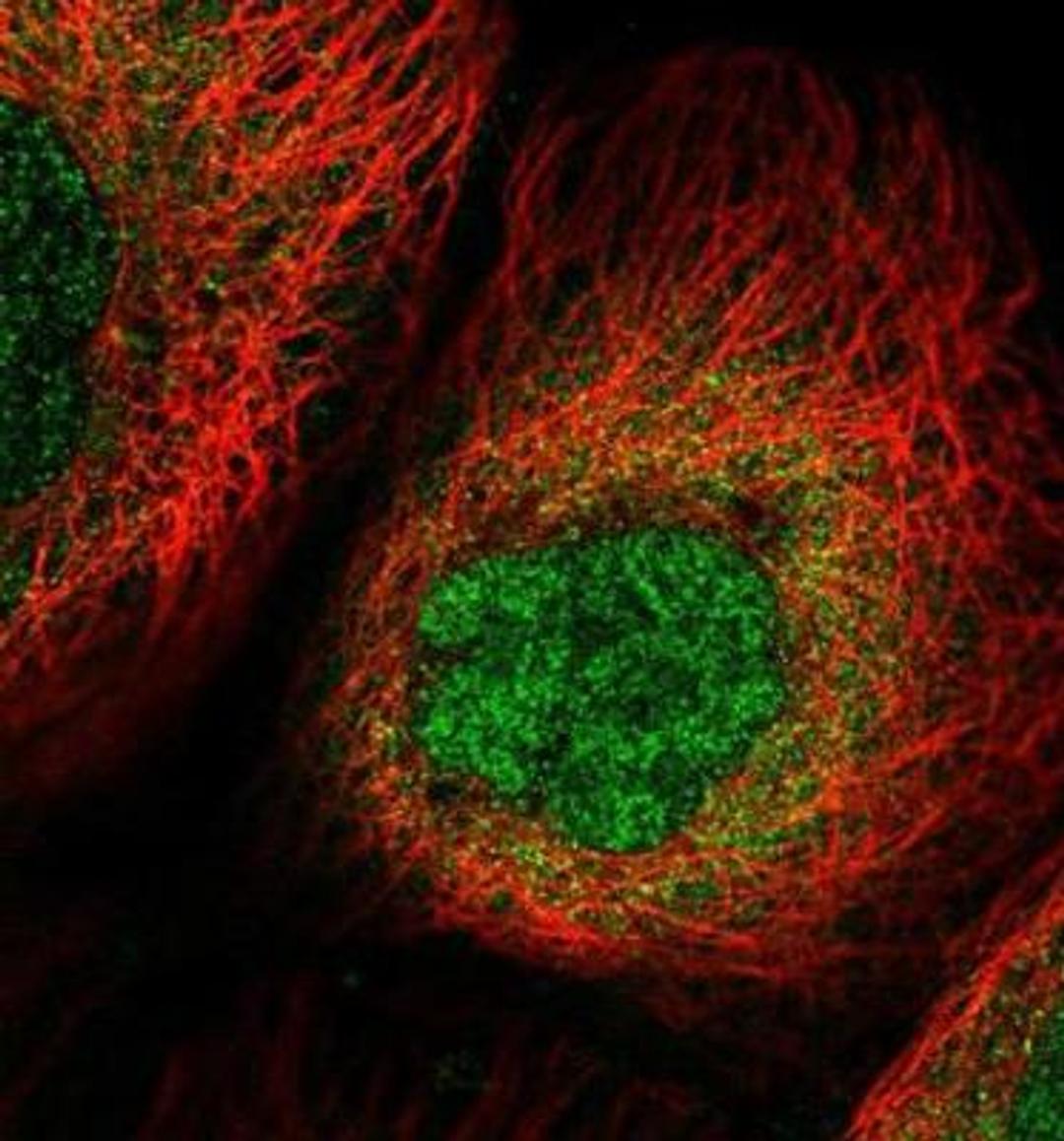 Immunocytochemistry/Immunofluorescence: NUPL2 Antibody [NBP2-31666] - Staining of human cell line A-431 shows positivity in nucleus & cytoplasm. Antibody staining is shown in green.