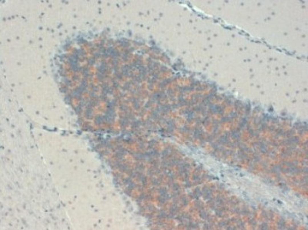 Immunohistochemistry-Paraffin: Pan KChIP Antibody (S55-82) [NBP1-48307] - Mouse cerebellum tissues.