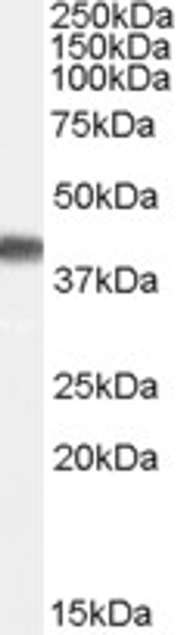 46-209 (0.1ug/ml) staining of Human Brain (Frontal Cortex) lysate (35ug protein in RIPA buffer). Primary incubation was 1 hour. Detected by chemiluminescence.